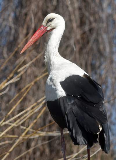 Przylatuje do Nowej Huty od 17 lat, witany jak celebryta - zdjęcie 19