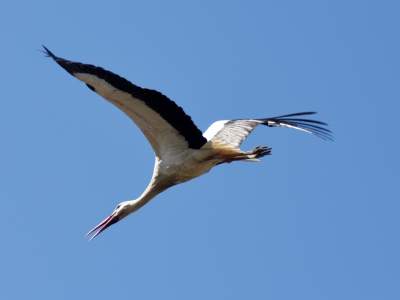 Przylatuje do Nowej Huty od 17 lat, witany jak celebryta - zdjęcie 4