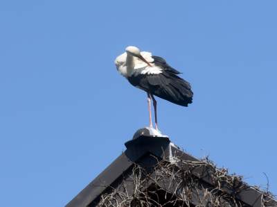 Przylatuje do Nowej Huty od 17 lat, witany jak celebryta - zdjęcie 6