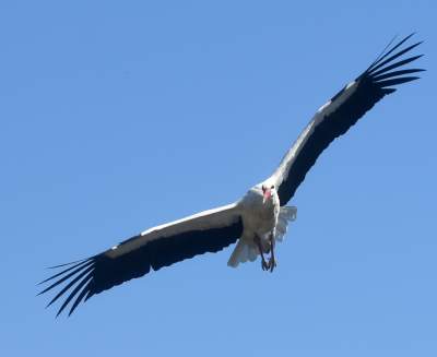 Przylatuje do Nowej Huty od 17 lat, witany jak celebryta - zdjęcie 15