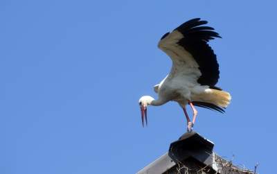 Przylatuje do Nowej Huty od 17 lat, witany jak celebryta - zdjęcie 25