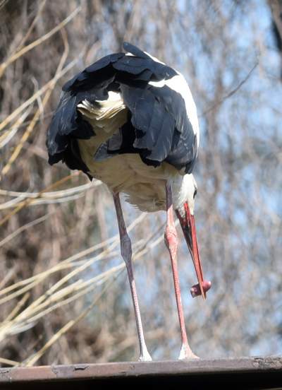 Przylatuje do Nowej Huty od 17 lat, witany jak celebryta - zdjęcie 18