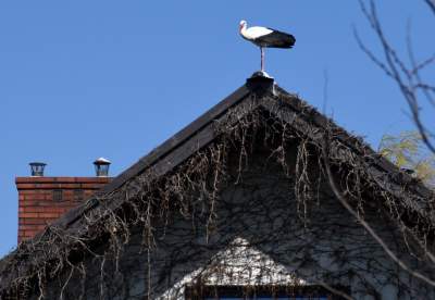 Przylatuje do Nowej Huty od 17 lat, witany jak celebryta - zdjęcie 11