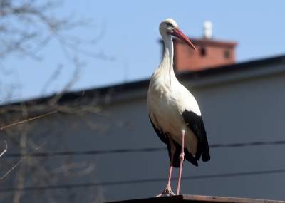 Przylatuje do Nowej Huty od 17 lat, witany jak celebryta - zdjęcie 22