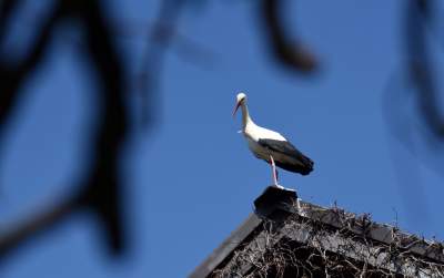 Przylatuje do Nowej Huty od 17 lat, witany jak celebryta - zdjęcie 5
