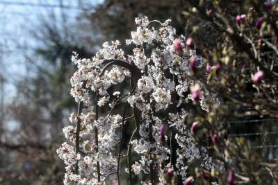 Przylatuje do Nowej Huty od 17 lat, witany jak celebryta - zdjęcie 12