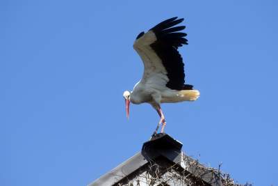 Przylatuje do Nowej Huty od 17 lat, witany jak celebryta - zdjęcie 23