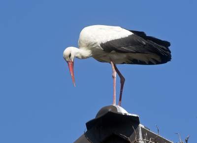 Przylatuje do Nowej Huty od 17 lat, witany jak celebryta - zdjęcie 1