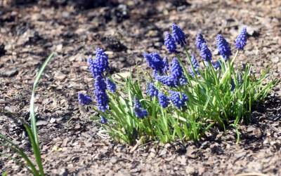Przylatuje do Nowej Huty od 17 lat, witany jak celebryta - zdjęcie 28