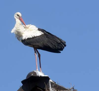 Przylatuje do Nowej Huty od 17 lat, witany jak celebryta - zdjęcie 8