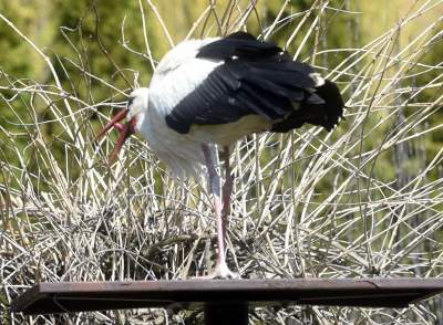 Przylatuje do Nowej Huty od 17 lat, witany jak celebryta - zdjęcie 16