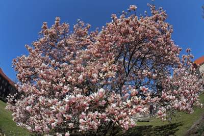 Przyszedł czas na wawelskie magnolie. Ależ pięknie! - zdjęcie 11