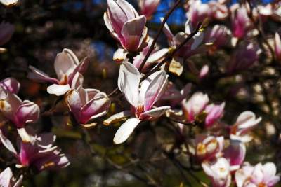 Przyszedł czas na wawelskie magnolie. Ależ pięknie! - zdjęcie 19