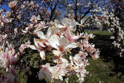Przyszedł czas na wawelskie magnolie. Ależ pięknie! - zdjęcie 5