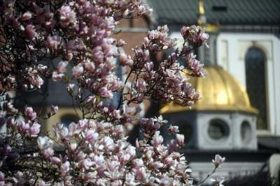 Przyszedł czas na wawelskie magnolie. Ależ pięknie! - zdjęcie 25