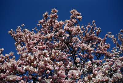Przyszedł czas na wawelskie magnolie. Ależ pięknie! - zdjęcie 17