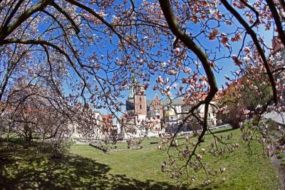 Przyszedł czas na wawelskie magnolie. Ależ pięknie! - zdjęcie 3