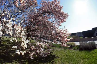 Przyszedł czas na wawelskie magnolie. Ależ pięknie! - zdjęcie 6