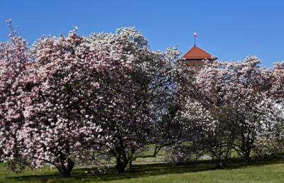 Przyszedł czas na wawelskie magnolie. Ależ pięknie! - zdjęcie 23