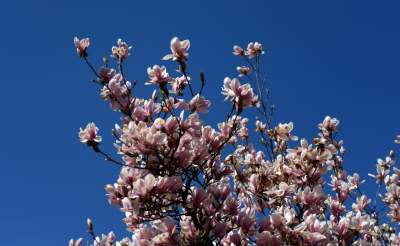 Przyszedł czas na wawelskie magnolie. Ależ pięknie! - zdjęcie 20