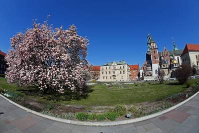 Przyszedł czas na wawelskie magnolie. Ależ pięknie! - zdjęcie 13