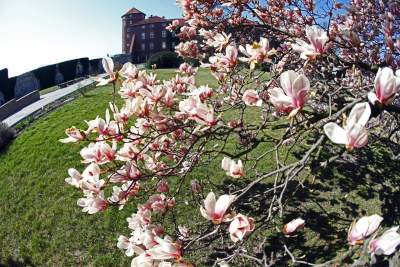Przyszedł czas na wawelskie magnolie. Ależ pięknie! - zdjęcie 10