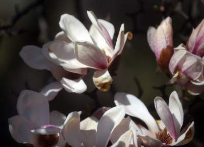 Przyszedł czas na wawelskie magnolie. Ależ pięknie! - zdjęcie 28