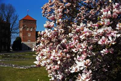 Przyszedł czas na wawelskie magnolie. Ależ pięknie! - zdjęcie 16