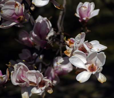 Przyszedł czas na wawelskie magnolie. Ależ pięknie! - zdjęcie 15