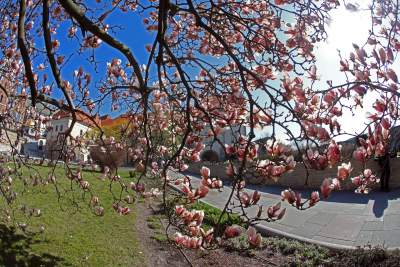 Przyszedł czas na wawelskie magnolie. Ależ pięknie! - zdjęcie 9