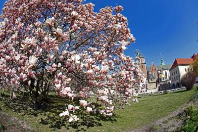 Przyszedł czas na wawelskie magnolie. Ależ pięknie! - zdjęcie 1
