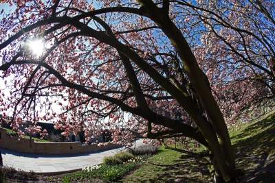 Przyszedł czas na wawelskie magnolie. Ależ pięknie! - zdjęcie 4