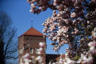 Przyszedł czas na wawelskie magnolie. Ależ pięknie! - zdjęcie 27