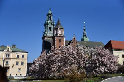 Przyszedł czas na wawelskie magnolie. Ależ pięknie! - zdjęcie 14