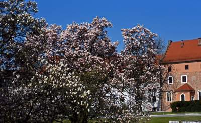 Przyszedł czas na wawelskie magnolie. Ależ pięknie! - zdjęcie 22