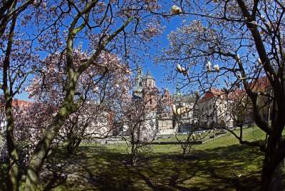 Przyszedł czas na wawelskie magnolie. Ależ pięknie! - zdjęcie 7