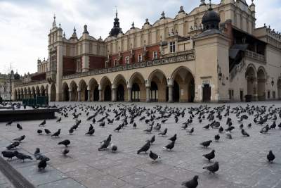 Sceny jak z "Ptaków" Alfreda Hitchcocka, głodne i spragnione - zdjęcie 24