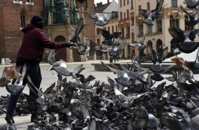 Sceny jak z "Ptaków" Alfreda Hitchcocka, głodne i spragnione - zdjęcie 14