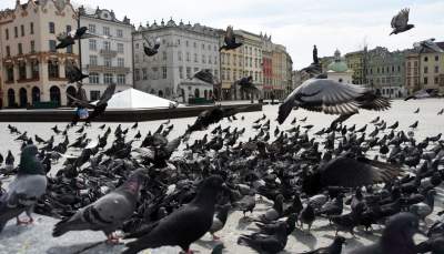 Sceny jak z "Ptaków" Alfreda Hitchcocka, głodne i spragnione - zdjęcie 17