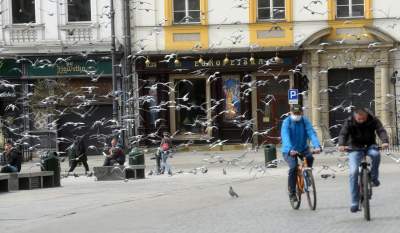 Sceny jak z "Ptaków" Alfreda Hitchcocka, głodne i spragnione - zdjęcie 4
