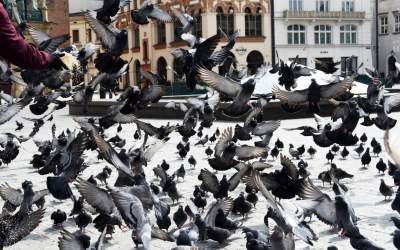 Sceny jak z "Ptaków" Alfreda Hitchcocka, głodne i spragnione - zdjęcie 3