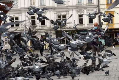 Sceny jak z "Ptaków" Alfreda Hitchcocka, głodne i spragnione - zdjęcie 23