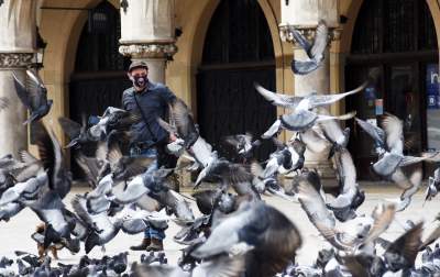 Sceny jak z "Ptaków" Alfreda Hitchcocka, głodne i spragnione - zdjęcie 25