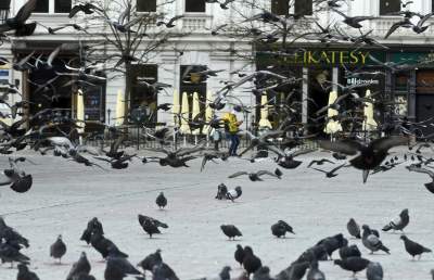 Sceny jak z "Ptaków" Alfreda Hitchcocka, głodne i spragnione - zdjęcie 21