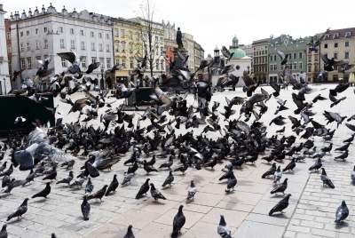 Sceny jak z "Ptaków" Alfreda Hitchcocka, głodne i spragnione - zdjęcie 28