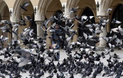 Sceny jak z "Ptaków" Alfreda Hitchcocka, głodne i spragnione - zdjęcie 26