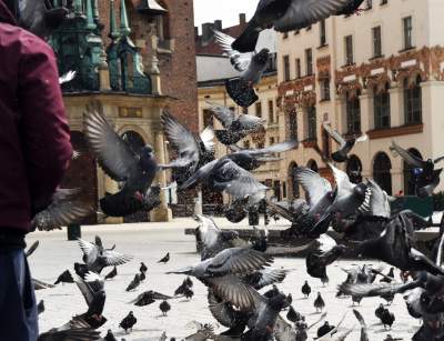 Sceny jak z "Ptaków" Alfreda Hitchcocka, głodne i spragnione - zdjęcie 11