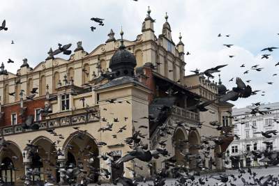 Sceny jak z "Ptaków" Alfreda Hitchcocka, głodne i spragnione - zdjęcie 6