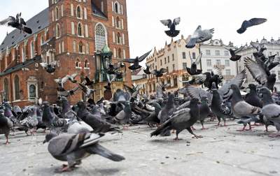Sceny jak z "Ptaków" Alfreda Hitchcocka, głodne i spragnione - zdjęcie 15