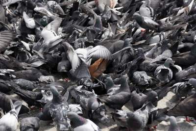 Sceny jak z "Ptaków" Alfreda Hitchcocka, głodne i spragnione - zdjęcie 16